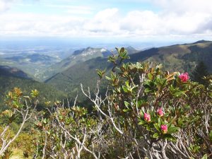 20170917_133245-Nistos-cap-Nestes-flower